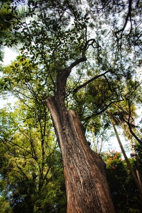 秋天森林古树图片